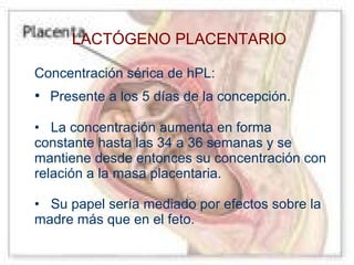 LACTÓGENO PLACENTARIO
Concentración sérica de hPL:

• Presente a los 5 días de la concepción.
• La concentración aumenta en forma
constante hasta las 34 a 36 semanas y se
mantiene desde entonces su concentración con
relación a la masa placentaria.
• Su papel sería mediado por efectos sobre la
madre más que en el feto.

 
