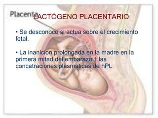 LACTÓGENO PLACENTARIO
• Se desconoce si actua sobre el crecimiento
fetal.
• La inanicion prolongada en la madre en la
primera mitad del embarazo ↑ las
concetraciones plasmaticas de hPL

 
