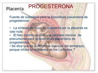 PROGESTERONA
Fuente de colesterol para la biosíntesis placentaria de
progesterona:
• La síntesis de novo de colesterol por la placenta es
casi nula.
• El feto contribuye con una cantidad minima de
precursores para la biosíntesis placentaria de
progesterona.
• Se dice que es la hormona esencial del embarazo,
porque inhibe la respuesta de los Linfocitos T

 