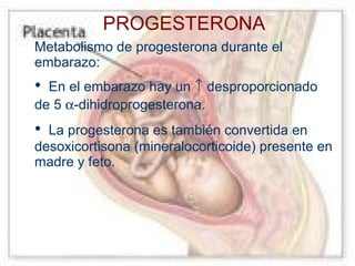 PROGESTERONA
Metabolismo de progesterona durante el
embarazo:

•

En el embarazo hay un ↑ desproporcionado
de 5 α-dihidroprogesterona.

•

La progesterona es también convertida en
desoxicortisona (mineralocorticoide) presente en
madre y feto.

 