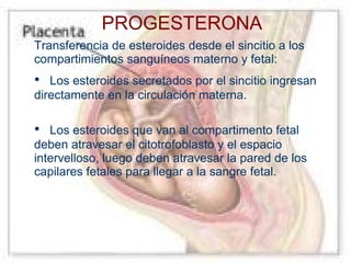 PROGESTERONA
Transferencia de esteroides desde el sincitio a los
compartimientos sanguíneos materno y fetal:

•

Los esteroides secretados por el sincitio ingresan
directamente en la circulación materna.

•

Los esteroides que van al compartimento fetal
deben atravesar el citotrofoblasto y el espacio
intervelloso, luego deben atravesar la pared de los
capilares fetales para llegar a la sangre fetal.

 