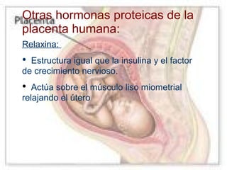 Otras hormonas proteicas de la
placenta humana:
Relaxina:

•

Estructura igual que la insulina y el factor
de crecimiento nervioso.

•

Actúa sobre el músculo liso miometrial
relajando el útero

 