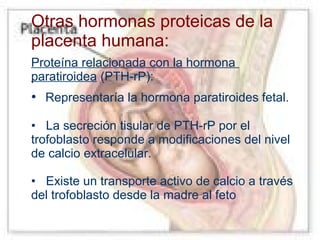 Otras hormonas proteicas de la
placenta humana:
Proteína relacionada con la hormona
paratiroidea (PTH-rP):

• Representaría la hormona paratiroides fetal.
• La secreción tisular de PTH-rP por el
trofoblasto responde a modificaciones del nivel
de calcio extracelular.
• Existe un transporte activo de calcio a través
del trofoblasto desde la madre al feto

 