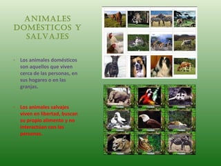 AnimAles
Domésticos y
  sAlvAjes


- Los animales domésticos
  son aquellos que viven
  cerca de las personas, en
  sus hogares o en las
  granjas.


- Los animales salvajes
  viven en libertad, buscan
  su propio alimento y no
  interactúan con las
  personas.
 