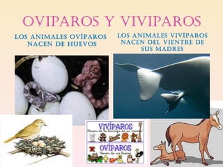 oviPARos y viviPARos
los AnimAles ovÍPARos   los AnimAles vivÍPARos
   nAcen De huevos       nAcen Del vientRe De
                              sus mADRes
 