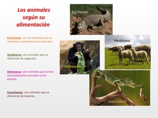 Los animales                      Carnívoro
          según su
       alimentación

Carnívoros: son los animales que se
alimentan comiendo otros animales.                      Herbívoro


Herbívoros: son animales que se
alimentan de vegetales.

                                      Omnívoro
Omnívoros: son animales que comen
tanto pequeños animales como
plantas.



Insectívoros: son animales que se
alimentan de insectos.
                                                     Insectívoro
 