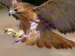 ma les
                       ani
                 estos ás       y
            dos chos m gando o me jor
          to u
      on y m             ju ciend
    C                uir ono
                  seg s c
              s a irlo
       va  mo ara
             op
         and
 ra ctic
p
 