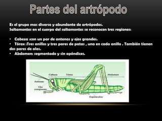 Es el grupo mas diverso y abundante de artrópodos.
Saltamontes en el cuerpo del saltamontes se reconocen tres regiones:
• Cabeza :con un par de antenas y ojos grandes.
• Tórax :Tres anillos y tres pares de patas , una en cada anillo . También tienen
dos pares de alas.
• Abdomen: segmentado y sin apéndices.