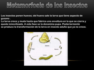 Los insectos ponen huevos; del huevo sale la larva que tiene aspecto de
gusano .
La larva crece y muda hasta que fabrica una envoltura en la que se cierra y
queda inmovilizada. A esta fase se la denomina pupa. Posteriormente
se produce la transformación de la larva en insecto adulto que ya no crece.