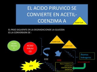EL ACIDO PIRUVICO SE
               CONVIERTE EN ACETIL-
                   COENZIMA A                                      Acetil-CoA


EL PASO SIGUIENTE EN LA DEGRADACIONDE LA GLUCOSA
ES LA CONVERSION DE :


                                     Acetil-CoA
   ACIDO
  PIRUVIC      ACIDO                                Acetil-CoA
     O         PIRUVI
                 CO
                                                                          Átomos
                                                                          hidrogeno
                              CO2          CO2
                                                                      NO SE FORMA ATP
                                              Pero si hubiera un
                 ATP                                  proceso de
                                                FOSFORILACION
                                                      OXIDATIVA
 