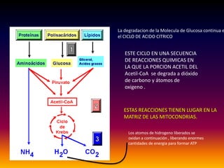 La degradacion de la Molecula de Glucosa continua e
el CICLO DE ACIDO CITRICO


   ESTE CICLO EN UNA SECUENCIA
   DE REACCIONES QUIMICAS EN
   LA QUE LA PORCION ACETIL DEL
   Acetil-CoA se degrada a dióxido
   de carbono y átomos de
   oxigeno .



  ESTAS REACCIONES TIENEN LUGAR EN LA
  MATRIZ DE LAS MITOCONDRIAS.

     Los atomos de hidrogeno liberados se
     oxidan a continuación , liberando enormes
     cantidades de energia para formar ATP
 