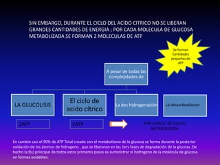 SIN EMBARGO, DURANTE EL CICLO DEL ACIDO CITRICO NO SE LIBERAN
         GRANDES CANTIDADES DE ENERGIA ; POR CADA MOLECULA DE GLUCOSA
         METABOLIZADA SE FORMAN 2 MOLECULAS DE ATP

                                                                                            Se forman
                                                                                            Cantidades
                                                                                           pequeñas de
                                                                                               ATP

                                                      A pesar de todas las
                                                       complejidades de




                                El ciclo de
 LA GLUCOLISIS                                             La des hidrogenación         La descarboxilacion
                               acido cítrico

   2ATP                           2ATP                                     POR C/MOLC DE GLUCO
                                                                              METABOLIZADA


En cambio casi el 90% de ATP Total creado con el metabolismo de la glucosa se forma durante la posterior
oxidación de los átomos de hidrogeno , que se liberaron en las 1ers fases de degradación de la glucosa .De
hecho la f(x) principal de todos estos primeros pasos es suministrar el hidrogeno de la molécula de glucosa
en formas oxidables.
 