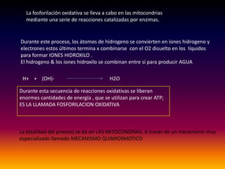 La fosforilación oxidativa se lleva a cabo en las mitocondrias
  mediante una serie de reacciones catalizadas por enzimas.


Durante este proceso, los átomos de hidrogeno se convierten en iones hidrogeno y
electrones estos últimos termina x combinarse con el O2 disuelto en los líquidos
para formar IONES HIDROXILO .
El hidrogeno & los iones hidroxilo se combinan entre si para producir AGUA

 H+ + (OH)-                             H2O

Durante esta secuencia de reacciones oxidativas se liberan
enormes cantidades de energía , que se utilizan para crear ATP;
ES LA LLAMADA FOSFORILACION OXIDATIVA



La totalidad del proceso se da en LAS MITOCONDRIAS. A través de un mecanismo muy
especializado llamado MECANISMO QUIMIOSMOTICO
 