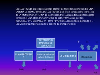 Los ELECTRONES procedentes de los átomos de Hidrogeno penetran EN UNA
CADENA DE TRANSPORTES DE ELECTRONES que e sun componente intrínseco
de LA MEMBRANA INTERNA de las mitocondrias .Estas cadenas de transporte
consiste EN UNA SERIE DE CERPTORES de ELECTRONES que pueden
REDUCIRSE U/O OXIDARSE en Forma REVERSIBLE ,aceptando o donando e- .
Los Miembros importantes de la cadena de transporte son :




                    ACEPTORES O
                    DADORES DE                           B       C1        C
                     ELECROES


FLAVOPROTEINA      Varias proteínas de
      S             sulfuro de Hierro.
                                         La Ubiquinona       citocromos




  FMN                   FeS                 Q
                                                         A                A3
 