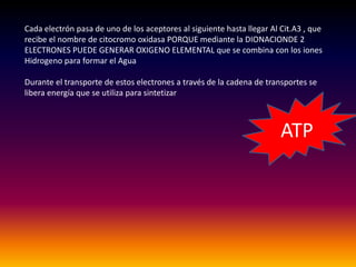 Cada electrón pasa de uno de los aceptores al siguiente hasta llegar Al Cit.A3 , que
recibe el nombre de citocromo oxidasa PORQUE mediante la DIONACIONDE 2
ELECTRONES PUEDE GENERAR OXIGENO ELEMENTAL que se combina con los iones
Hidrogeno para formar el Agua

Durante el transporte de estos electrones a través de la cadena de transportes se
libera energía que se utiliza para sintetizar



                                                                        ATP
 