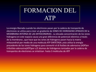 FORMACION DEL
                     ATP
La energia liberada cuando los electrones pasan por la cadena de transporte de
electrones se utiliza para crear un gradiente de IONES DE HIDROGENO ATRAVES DE la
MEMBRANA INTERNA DE LAS MITOCONDRIAS . La elevada concentración de los iones
hidrogeno en este espacio causa una gran diferencia de potencial eléctrico a través
de la membrana , que hace que los iones de hidrogeno pasen hacia la matriz
mitocondrial por medio de una molécula ATP SINTETASA ,esta utiliza la energía
procedente de los iones hidrogeno para convertir el di fosfato de adenosina (ADP)en
trifosfato adenosina(ATP)por c/2 átomos de hidrógenos ionizados por la cadena de
transportes de electrones se sintetizan hasta 3 moléculas de ATP
 