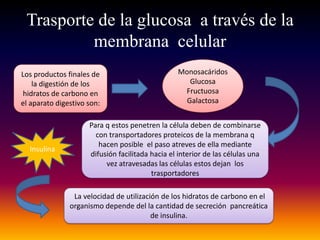 Trasporte de la glucosa a través de la
          membrana celular
Los productos finales de                         Monosacáridos
    la digestión de los                             Glucosa
hidratos de carbono en                            Fructuosa
el aparato digestivo son:                          Galactosa


                     Para q estos penetren la célula deben de combinarse
                       con transportadores proteicos de la membrana q
                        hacen posible el paso atreves de ella mediante
  Insulina
                     difusión facilitada hacia el interior de las células una
                          vez atravesadas las células estos dejan los
                                         trasportadores

                La velocidad de utilización de los hidratos de carbono en el
               organismo depende del la cantidad de secreción pancreática
                                         de insulina.
 