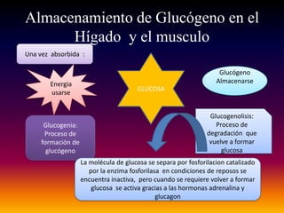 Almacenamiento de Glucógeno en el
      Hígado y el musculo
Una vez absorbida :

                                                                    Glucógeno
        Energia                                                    Almacenarse
                                       GLUCOSA
        usarse


                                                                 Glucogenolisis:
      Glucogenia:                                                  Proceso de
      Proceso de                                                degradación que
     formación de                                                vuelve a formar
       glucógeno                                                     glucosa
                    La molécula de glucosa se separa por fosforilacion catalizado
                       por la enzima fosforilasa en condiciones de reposos se
                    encuentra inactiva, pero cuando se requiere volver a formar
                        glucosa se activa gracias a las hormonas adrenalina y
                                               glucagon
 