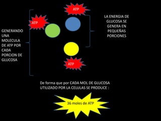 ATP
                                                     LA ENERGIA DE
             ATP                                      GLUCOSA SE
                                                       GENERA EN
GENERANDO                                              PEQUEÑAS
UNA                                                    PORCIONES
MOLECULA
DE ATP POR
CADA
PORCION DE
GLUCOSA
                                 ATP



                   De forma que por CADA MOL DE GLUCOSA
                   UTILIZADO POR LA CELULAS SE PRODUCE :


                                 36 moles de ATP
 