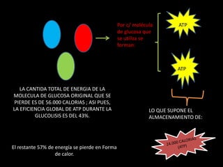 Por c/ molécula        ATP
                                                de glucosa que
                                                se utiliza se
                                                forman:



                                                                      ATP


   LA CANTIDA TOTAL DE ENERGIA DE LA
MOLECULA DE GLUCOSA ORIGINAL QUE SE
 PIERDE ES DE 56.000 CALORIAS ; ASI PUES,
LA EFICIENCIA GLOBAL DE ATP DURANTE LA                       LO QUE SUPONE EL
         GLUCOLISIS ES DEL 43%.                              ALMACENAMIENTO DE:




El restante 57% de energía se pierde en Forma
                   de calor.
 