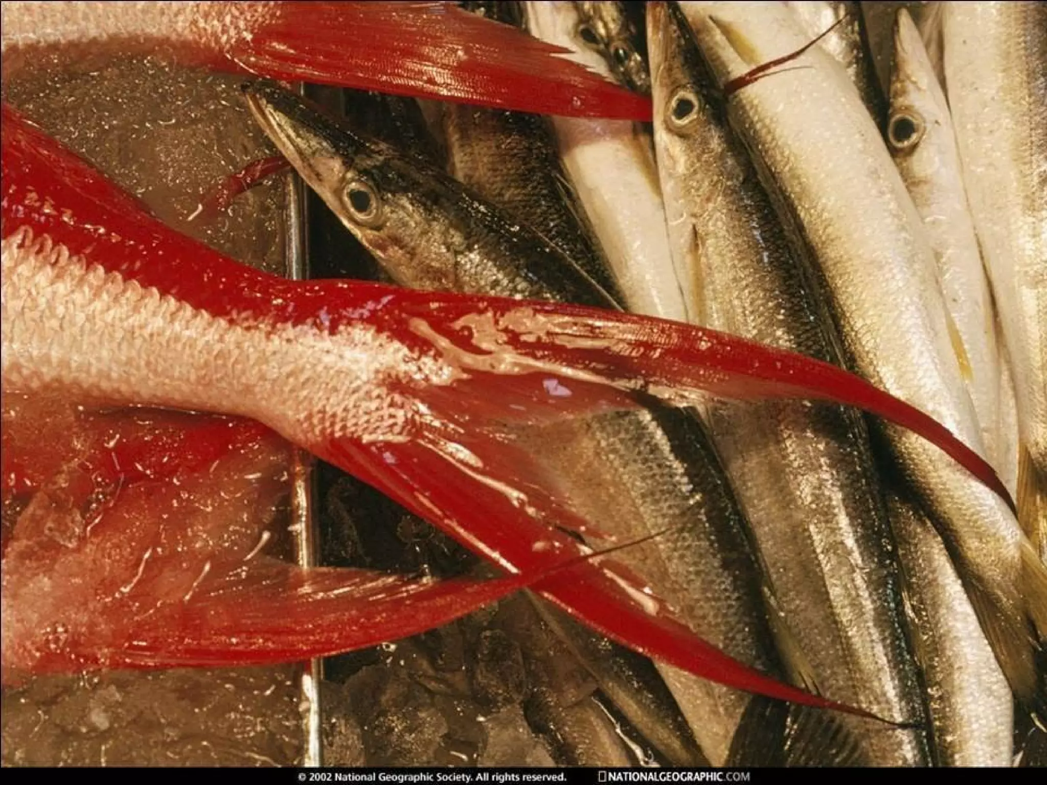 De National Geographic.