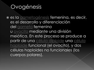  es la gametogénesis femenina, es decir,
es el desarrollo y diferenciación
del gameto femenino
u ovocito mediante una división
meiótica. En este proceso se produce a
partir de una célula diploide una célula
haploide funcional (el ovocito), y dos
células haploides no funcionales (los
cuerpos polares).
 