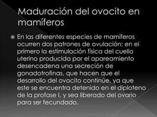  En las diferentes especies de mamíferos
ocurren dos patrones de ovulación: en el
primero la estimulación física del cuello
uterino producida por el apareamiento
desencadena una secreción de
gonadotrofinas, que hacen que el
desarrollo del ovocito continúe, ya que
este se encuentra detenido en el diploteno
de la profase I, y sea liberado del ovario
para ser fecundado.
 