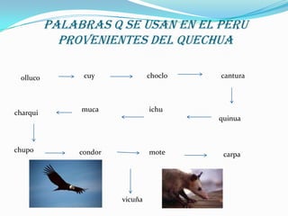 Palabras q se usan en el peru
provenientes del quechua
olluco
charqui
chupo
cuy
choclo
muca
cantura
ichu
quinua
condor
mote
vicuña
carpa