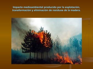 Impacto medioambiental producido por la explotación,
transformación y eliminación de residuos de la madera.

 