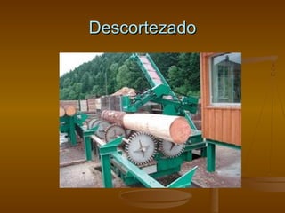 Descortezado

 