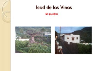 Icod de los Vinos
Mi pueblo