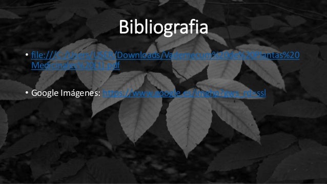 Plantas Medicinales (Eucalipto y Menta) Plantas Medicinales (Eucalipto y Menta)