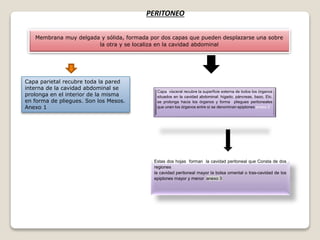 Membrana muy delgada y sólida, formada por dos capas que pueden desplazarse una sobre
la otra y se localiza en la cavidad abdominal
Capa visceral recubre la superficie externa de todos los órganos
situados en la cavidad abdominal: hígado, páncreas, bazo, Etc.
se prolonga hacia los órganos y forma pliegues peritoneales
que unen los órganos entre sí se denominan epiplones anexo 2
Estas dos hojas forman la cavidad peritoneal que Consta de dos
regiones
la cavidad peritoneal mayor la bolsa omental o tras-cavidad de los
epiplones mayor y menor anexo 3
PERITONEO
Capa parietal recubre toda la pared
interna de la cavidad abdominal se
prolonga en el interior de la misma
en forma de pliegues. Son los Mesos.
Anexo 1
 
