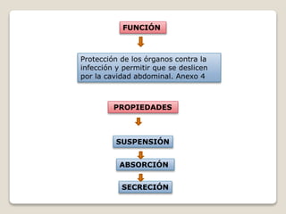 FUNCIÓN
Protección de los órganos contra la
infección y permitir que se deslicen
por la cavidad abdominal. Anexo 4
PROPIEDADESPROPIEDADES
SUSPENSIÓN
ABSORCIÓN
SECRECIÓN
 