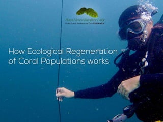 How Ecological Regeneration of Coral Populations works