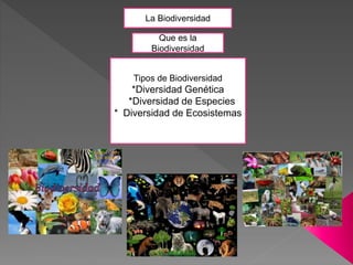 La Biodiversidad
Que es la
Biodiversidad
Tipos de Biodiversidad
*Diversidad Genética
*Diversidad de Especies
* Diversidad de Ecosistemas
 