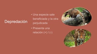 Depredación
 