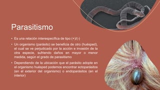 • Es una relación interespecífica de tipo (+)/(-)
• Un organismo (parásito) se beneficia de otro (huésped),
el cual se ve perjudicado por la acción e invasión de la
otra especie, sufriendo daños en mayor o menor
medida, según el grado de parasitismo
• Dependiendo de la ubicación que el parásito adopte en
el organismo huésped podemos encontrar ectoparásitos
(en el exterior del organismo) o endoparásitos (en el
interior)
Parasitismo
 