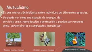 Mutualismo
• Es una interacción biológica entre individuos de diferentes especies.
• Se puede ver como una especie de trueque, de
servicios como: reproducción o protección o pueden ser recursos
como: carbohidratos o compuestos inorgánicos.
Relación recurso - recurso Relación servicio - recurso Relación servicio - servicio
 