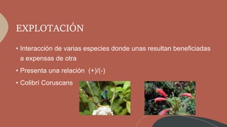 EXPLOTACIÓN
• Interacción de varias especies donde unas resultan beneficiadas
a expensas de otra
• Presenta una relación (+)/(-)
• Colibrí Coruscans
 
