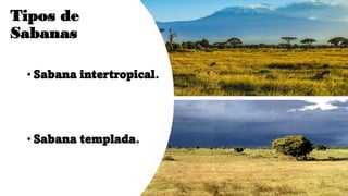 Tipos de
Sabanas
• Sabana intertropical.
• Sabana templada.
 
