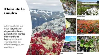 Flora de la
tundra
A temperaturas tan
bajas la tundra no
dispone de árboles,
pero si tienen plantas
de dimensiones
bajas y hasta unas
400 especies de
diferente vegetación
con flores.
 