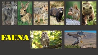 FAUNA
 