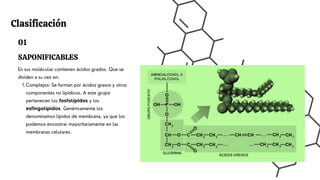 En sus moléculas contienen ácidos grados. Que se
dividen a su vez en:
Complejos: Se forman por ácidos grasos y otros
componentes no lipídicos. A este grupo
pertenecen los fosfolípidos y los
esfingolípidos. Genéricamente los
denominamos lípidos de membrana, ya que los
podemos encontrar mayoritariamente en las
membranas celulares.
1.
01
SAPONIFICABLES
Clasificación
 