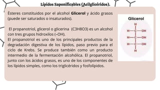 Lípidos Saponificables (Acilglicéridos).
Ésteres constituidos por el alcohol Glicerol y ácido grasos
(puede ser saturados o insaturados).
El propanotriol, glicerol o glicerina (C3H8O3) es un alcohol
con tres grupos hidroxilos (–OH).
El propanotriol es uno de los principales productos de la
degradación digestiva de los lípidos, paso previo para el
ciclo de Krebs. Se produce también como un producto
intermedio de la fermentación alcohólica. El propanotriol,
junto con los ácidos grasos, es uno de los componentes de
los lípidos simples, como los triglicéridos y fosfolípidos.
 