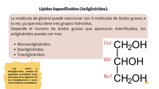 La molécula de glicerol puede reaccionar con 3 moléculas de ácidos grasos a
la vez, ya que esta tiene tres grupos hidroxilos.
Depende el numero de ácidos grasos que aparezcan esterificados, los
acilglicéridos puedes ser tres:
Monoacilglicéridos.
Diacilglicéridos.
Triacilglicéridos.
Lípidos Saponificables (Acilglicéridos).
Los mono- y
diacilgliceroles existen en
pequeñas cantidades como
derivados de la digestión de
los triacilgliceroles o como
intermediarios metabólicos.
 