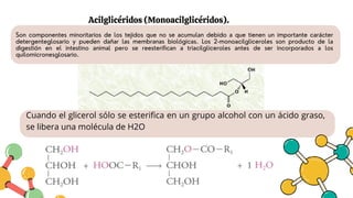 Acilglicéridos (Monoacilglicéridos).
Cuando el glicerol sólo se esterifica en un grupo alcohol con un ácido graso,
se libera una molécula de H2O
Son componentes minoritarios de los tejidos que no se acumulan debido a que tienen un importante carácter
detergenteglosario y pueden dañar las membranas biológicas. Los 2-monoacilgliceroles son producto de la
digestión en el intestino animal pero se reesterifican a triacilgliceroles antes de ser incorporados a los
quilomicronesglosario.
 