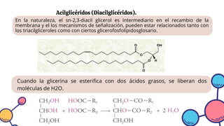 Acilglicéridos (Diacilglicéridos).
Cuando la glicerina se esterifica con dos ácidos grasos, se liberan dos
moléculas de H2O.
En la naturaleza, el sn-2,3-diacil glicerol es intermediario en el recambio de la
membrana y el los mecanismos de señalización, pueden estar relacionados tanto con
los triacilgliceroles como con ciertos glicerofosfolípidosglosario.
 