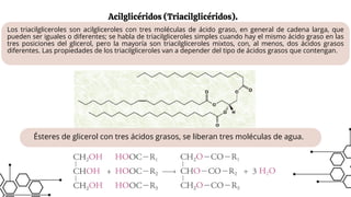 Ésteres de glicerol con tres ácidos grasos, se liberan tres moléculas de agua.
Acilglicéridos (Triacilglicéridos).
Los triacilgliceroles son acilgliceroles con tres moléculas de ácido graso, en general de cadena larga, que
pueden ser iguales o diferentes; se habla de triacilgliceroles simples cuando hay el mismo ácido graso en las
tres posiciones del glicerol, pero la mayoría son triacilgliceroles mixtos, con, al menos, dos ácidos grasos
diferentes. Las propiedades de los triacilgliceroles van a depender del tipo de ácidos grasos que contengan.
 