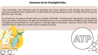 Funciones de los Triacilglicéridos.
Son moléculas más reducidas que los glúcidos; por tanto, generan más energía que éstos en los
procesos oxidativos del catabolismo. En promedios las grasas proporcionan 9 kcal/g, mientras que los
glúcidos dan 4 kcal/g.
Se almacenan sin agua asociada dado su carácter hidrófobo, mientras que cada gramo de glucógeno
tiene asociados dos gramos de agua de hidratación; por eso, el rendimiento energético por gramo de
triacilglicerol almacenado es muy superior al del glucógeno hidratado. Además, hasta el 80 o 90% del
volumen de los adipocitos puede estar ocupado por grasa.
 